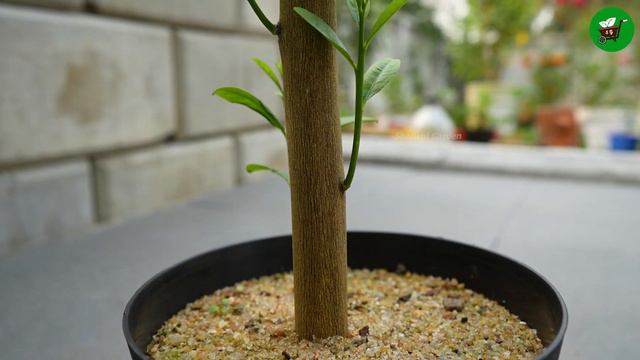 Propagate lemon tree from cutting with tomato🍅🍅 смотреть онлайн