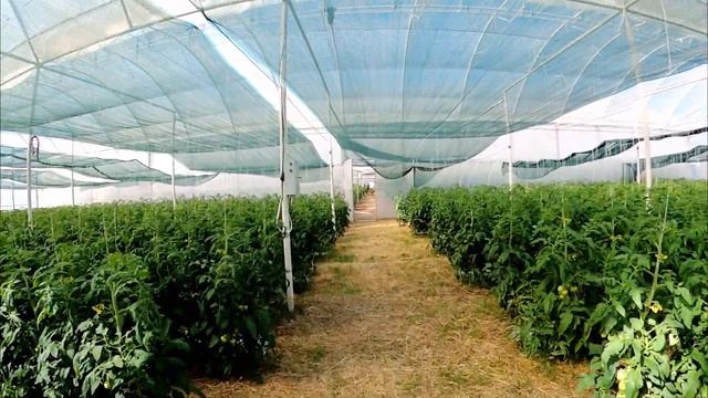 Как устроена промышленная теплица для бизнеса. Томаты в теплице. Как растут помидоры в теплице? смотреть онлайн