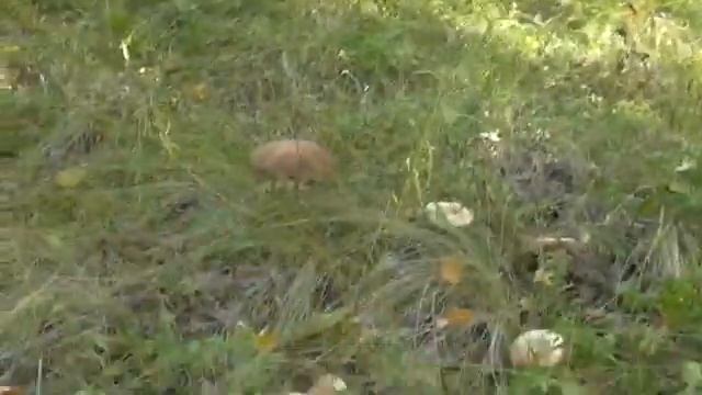 Поехал за окунями, а поймал смотреть онлайн