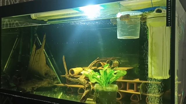 Запустил аквариум под номерных сомов L 201 смотреть онлайн