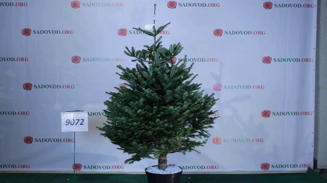 9072 Пихта Нордмана в горшке 1.6 - 1.8 м. смотреть онлайн