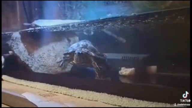 Красноухая морская черепаха #Shorts смотреть онлайн