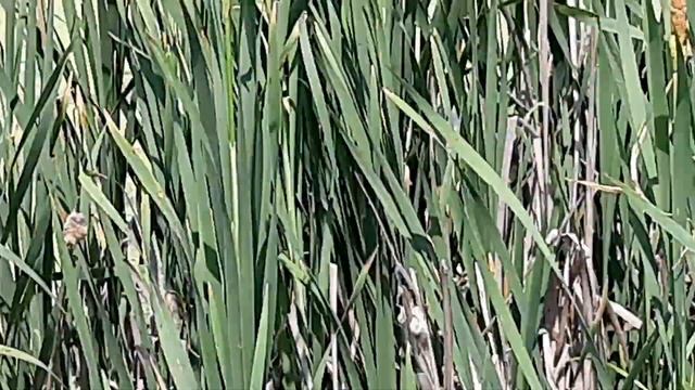 2 красивых лебедя на озере смотреть онлайн