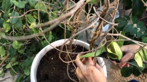 СТЕФАНОТИС ОБРЕЗКА И ЧЕРЕНКОВАНИЕ | РЕШЕНИЕ ПРОБЛЕМ 4К