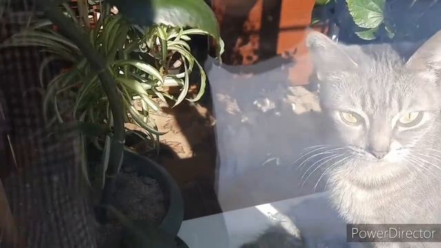 Сколько набрала за 7 месяцев//насмотрелась на Воронину//что подарить?//беременность в большом весе/ смотреть онлайн