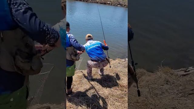 Весенняя щука на Mottomo Saltar смотреть онлайн