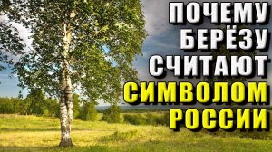 Почему береза символ России?
