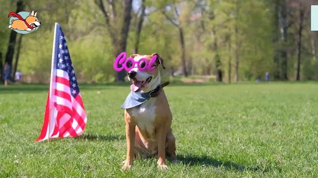 Types of Pitbulls: A Complete Guide To All the Pitbull Dog Breeds! смотреть онлайн