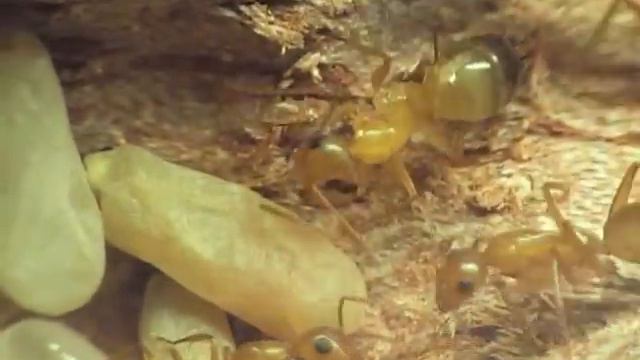 Мои муравьи - Кампонотусы из Израиля смотреть онлайн