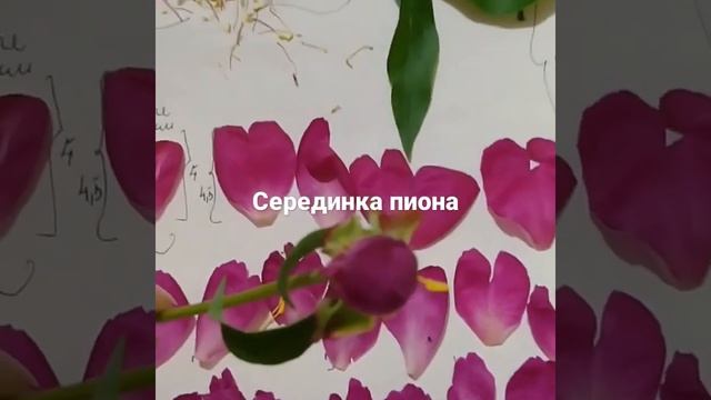 ботанический разбор малинового пиона. серединка цветка .Пион Карл Розенфельд смотреть онлайн