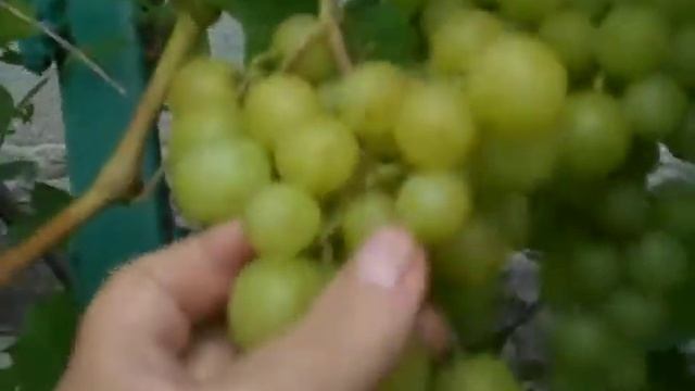 Виноград Прима Украины Grapes Prima of Ukraine смотреть онлайн