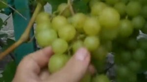 Виноград Прима Украины Grapes Prima of Ukraine