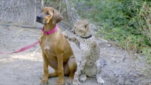 Одинокий и обреченный котёнок гепарда нашёл себе необычного друга, теперь посмотрите смотреть онлайн