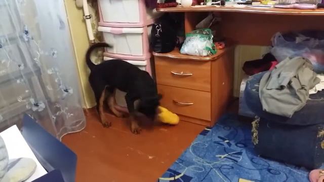Дикий Ротвейлер Тайза !)) смотреть онлайн