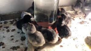 Чем пропаивать цыплят 🐣 с первых дней жизни?