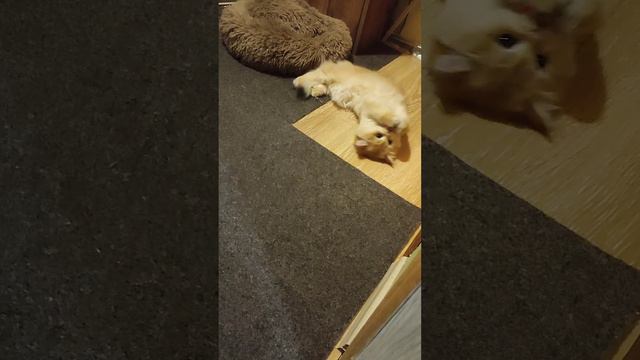 Мася и Мячик - Непредсказуемый Финал