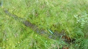 Сбор и Продажа Грибов и Ягод