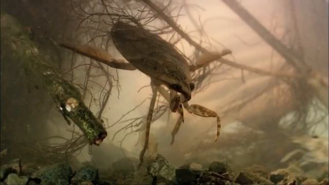 Охотник на змей, лягушек и черепах! Гигантский водяной клоп – хищный болотный монстр! смотреть онлайн