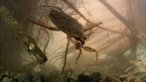 Охотник на змей, лягушек и черепах! Гигантский водяной клоп – хищный болотный монстр!