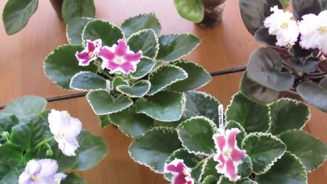 ЦВЕТУЩИЕ ФИАЛКИ. ОСОБЕННОСТИ СОРТОВ. ОБЗОР смотреть онлайн