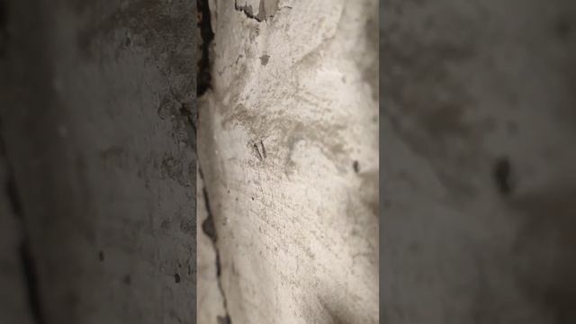 #комар #насекомое смотреть онлайн