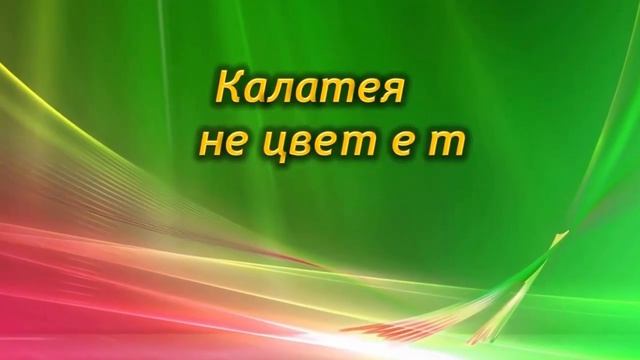 Частые болезни калатеи! Чем и как лечить Калатею.