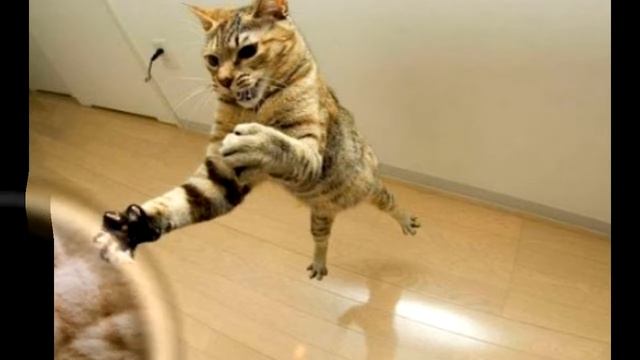 Удивительная кошка. Интересные факты о кошках смотреть онлайн