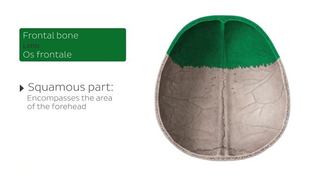 Calvaria Structural Anatomy (preview) - Human Anatomy | Kenhub смотреть онлайн