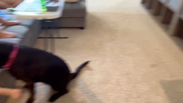 США Влог Рыба готова Варю суп Маша Белоснежка Большая семья в США Big big family in the USA VLOG смотреть онлайн