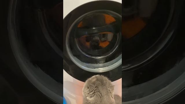 Leran WMS 37106 смотреть онлайн