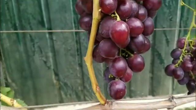 Виноград Рошфор на винограднике Лисовенко смотреть онлайн