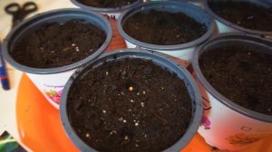 Сажаем семена баклажанов на рассаду. Как сажать и выращивать баклажаны в домашних условиях.