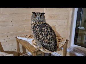 Yoll's добрый stream из Совиного дола. Вечернее тестировочное часть 1