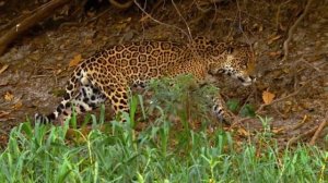 ПАНТЕРА против ЯГУАРА ! КТО СИЛЬНЕЕ ?