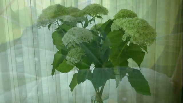 hortensia annabelle (CD 37 nr. 7) смотреть онлайн