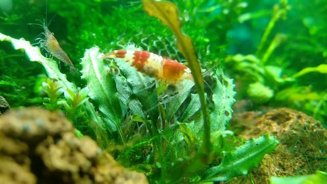 Креветки красный кристалл с икрой смотреть онлайн