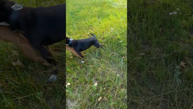 Игры стаффбулей смотреть онлайн