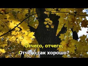 Старый клен