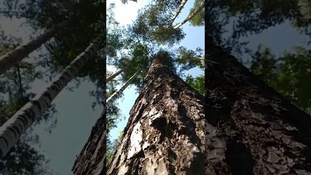 Как белка видит мир, взбираясь по дереву за шишкой... смотреть онлайн