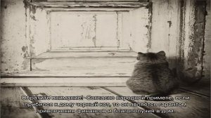Кошка пришла в дом примета: к чему это и что делать