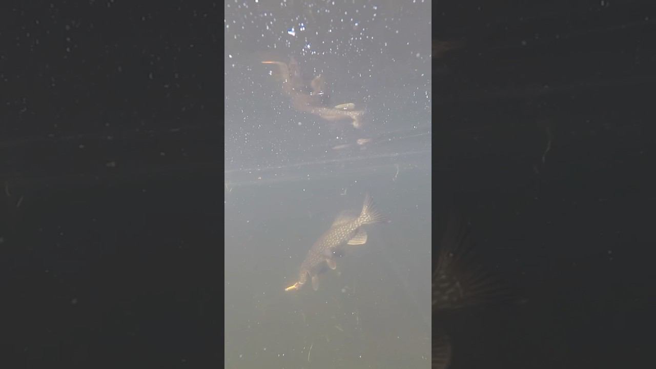 Озерная красавица! #щука #рыба #рыбалка #fishing #fish смотреть онлайн