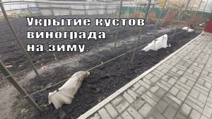 Укрытие кустов винограда на зиму