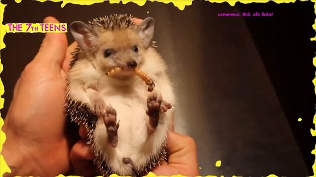 Как ухаживать за ежом в домашних условиях?|| The7thTeens смотреть онлайн