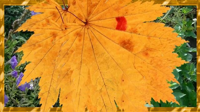 Осенний букет | Autumn bouquet смотреть онлайн