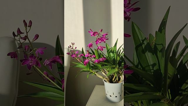 Dendrobium Berry, M.Oda 1983 ( RHS ) смотреть онлайн