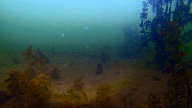 гребной канал Барнаул. 14.12.2017 .А что там под водой сегодня? смотреть онлайн