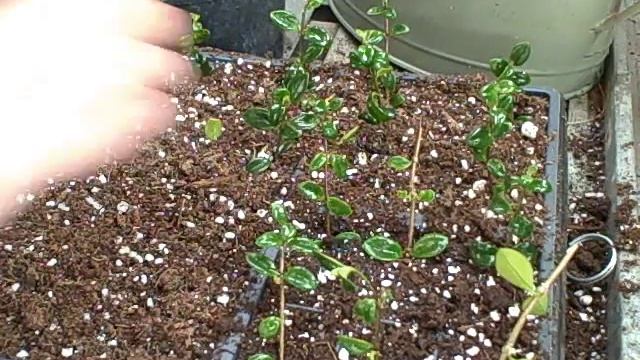Nematanthus Goldfish Plant Houseplant Propagation смотреть онлайн