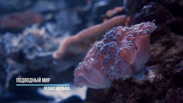 Подводний Мир. Успокаивающая Музыка