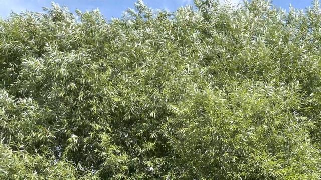 Как называется это дерево? смотреть онлайн