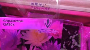 Декоративные злаки  семенами. Посев семян на рассаду и обзор рассады.